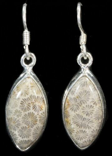 Beautiful Fossil Coral Sunburst Earrings - Sterling Silver #41215